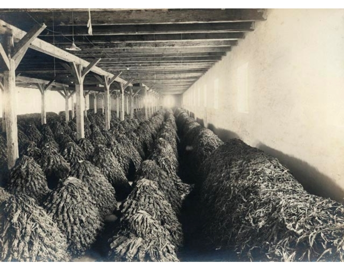 Tobaksmagasin omkring 1910. K&auml;lla: Landskrona museum.
