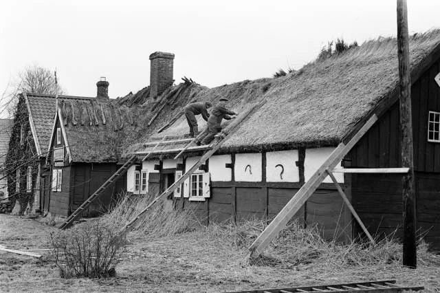 Två personer lägger halmtak på ett hus